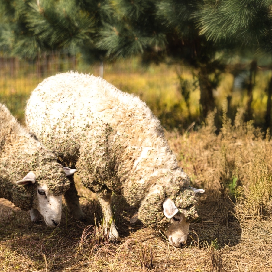 天然のエアコン「メリノ種」の羊毛